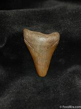 Small Megalodon Shark Tooth #567