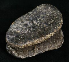 Juvenile Edmontosaurus Toe Bone (Phalange) - Hadrosaur #4450