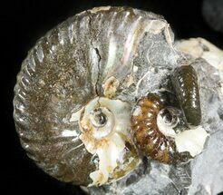 wide Hoploscaphites Ammonite Cluster- South Dakota #46881