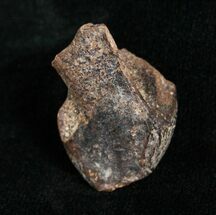 Large Worn Triceratops Tooth - #4458