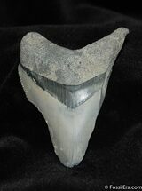 Broken / Inch Bone Valley Megalodon Tooth #570