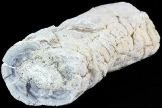 Long Stromatolite Covered Petrified Wood Limb - California #47066