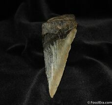 Half Inch Megalodon Tooth #572