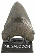 Collector Quality Fossil Megalodon Tooth #47481