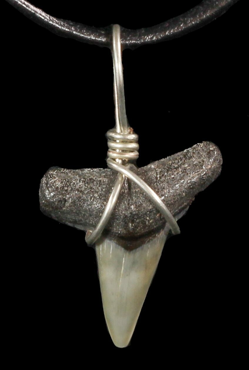 T Rex Tooth Necklace | Dinosaur Universe