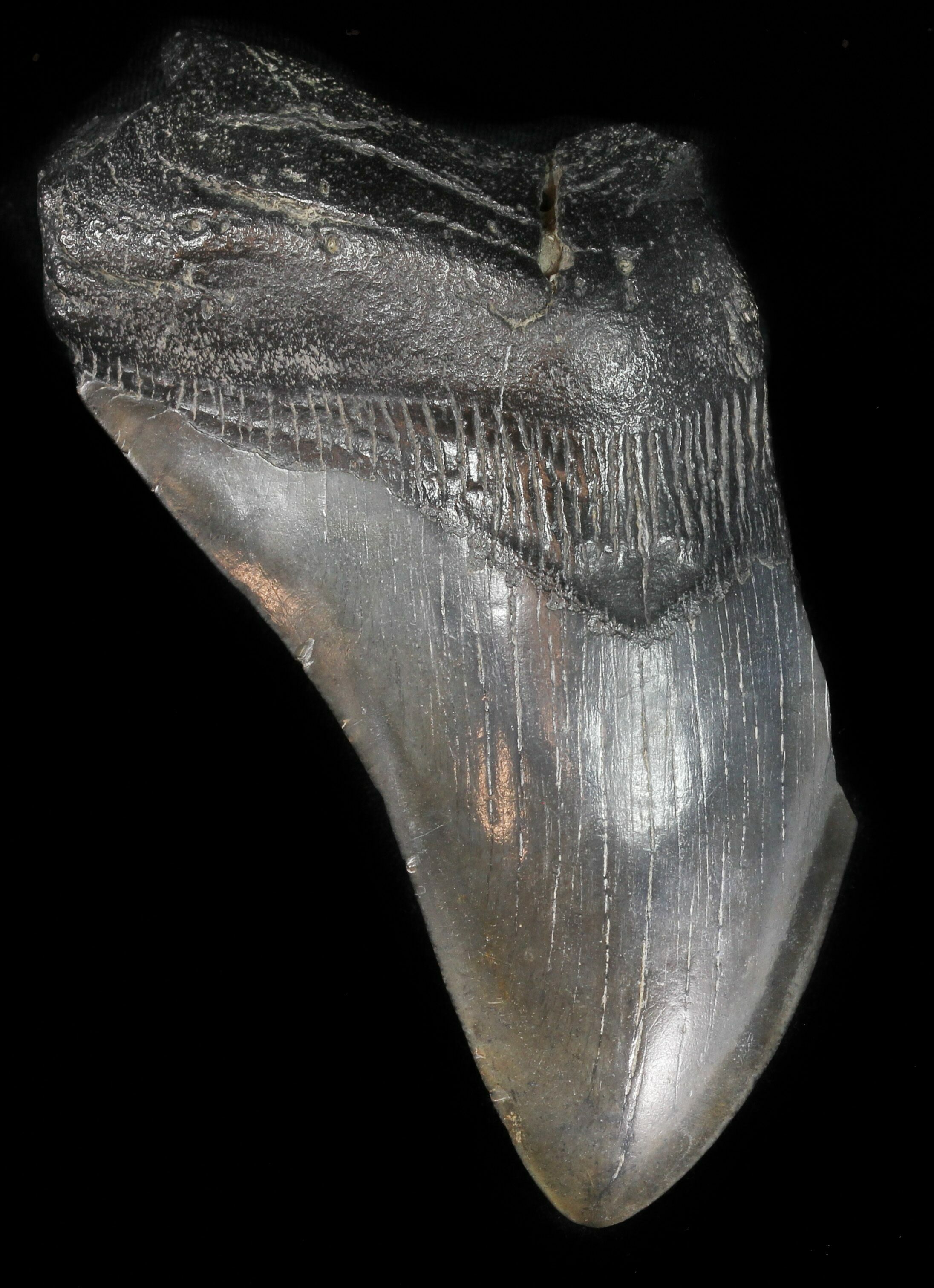 Partial, 5.18" Megalodon Tooth - Georgia For Sale (#47619) - FossilEra.com