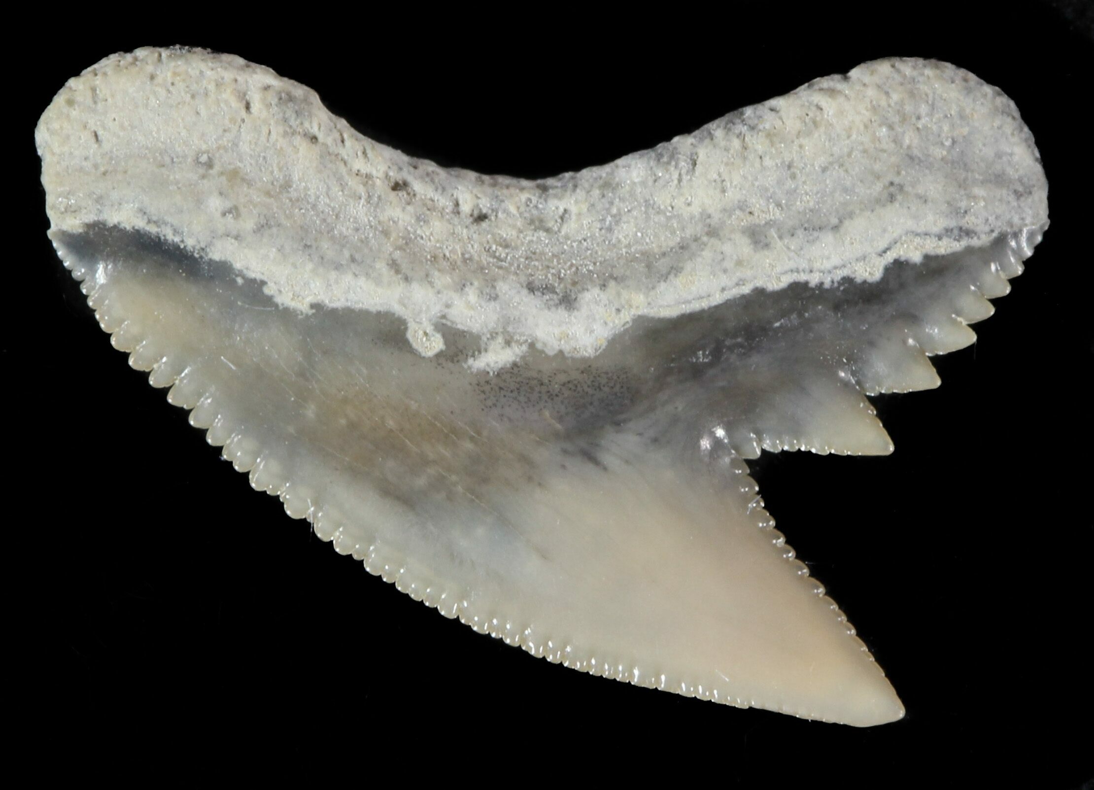 Fossil Tiger Shark Tooth Lee Creek (Aurora), NC For Sale (47654