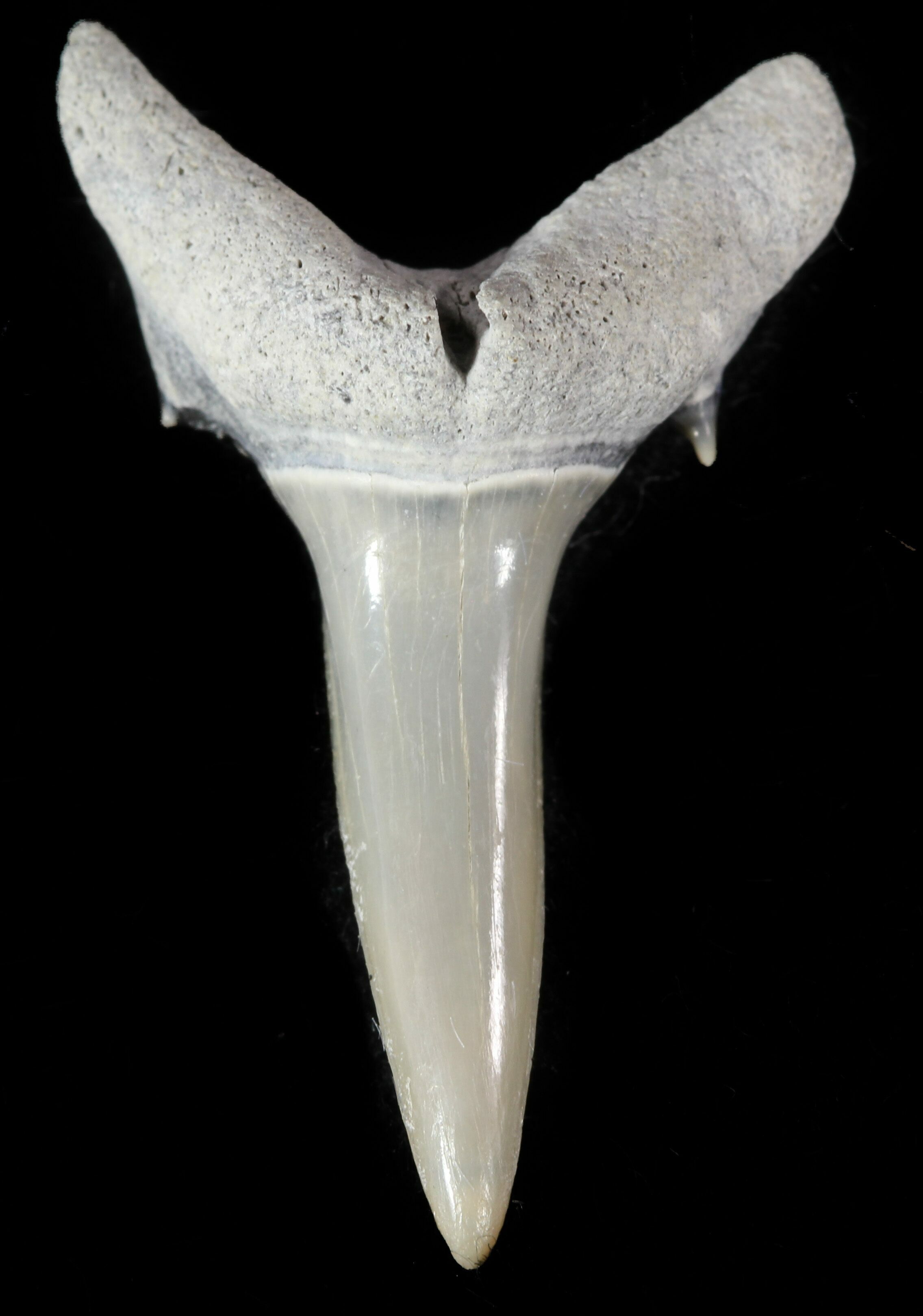 sand shark tooth necklace calamity