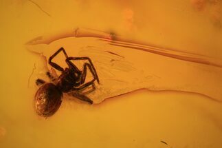 Fossil Spider (Aranea) & Fly (Chironomidae) In Baltic Amber #48038