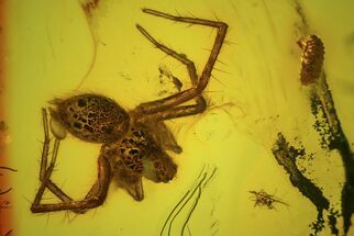 Detailed Fossil Spider & Larva In Baltic Amber #48119