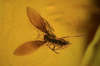 Fossil Mothfly In Baltic Amber #48226