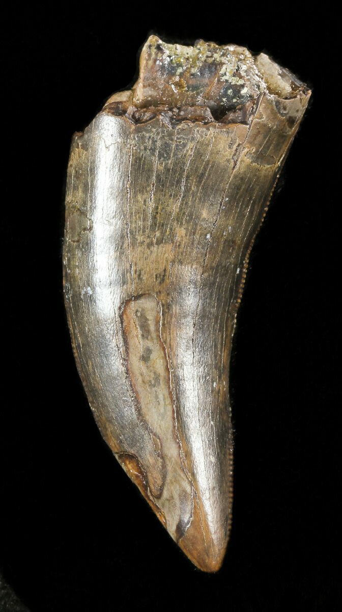 nanotyrannus tooth for sale