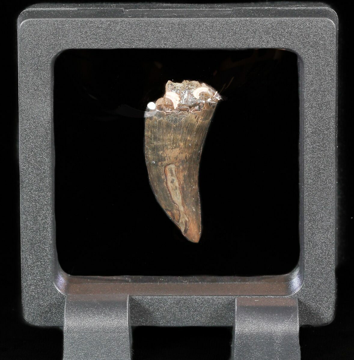 nanotyrannus tooth for sale