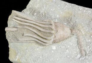 D, Macrocrinus Crinoid Fossil - Crawfordsville, Indiana #48400