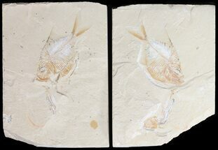 Cretaceous Fossil Fish (Diplomystus) Pos/Neg - Lebanon #48532