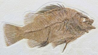 Impressive, Priscacara Fossil Fish - Wyoming #48595