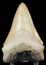 Serrated, Yellow Megalodon Tooth - Bone Valley, Florida #48672