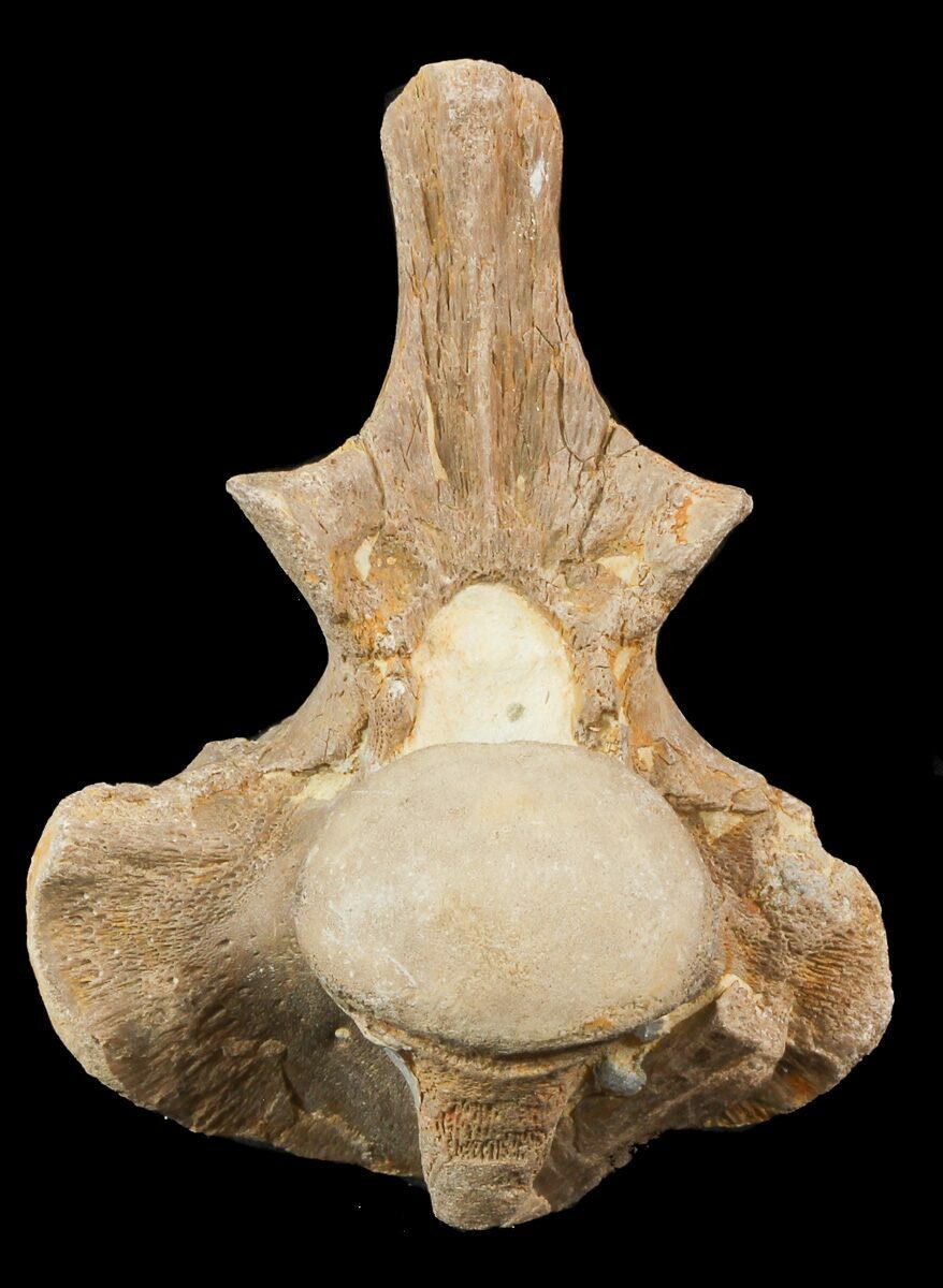 mosasaurus vertebrae