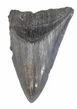 Partial, Serrated Megalodon Tooth - Georgia #48892