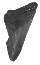 Partial, Megalodon Tooth - Georgia #48893
