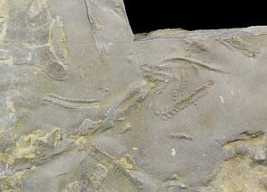 Cruziana (Fossil Trilobite Trackways) - Morocco #49204