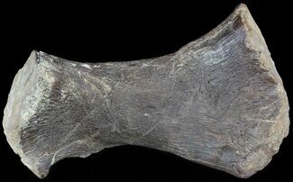 Mosasaur (Clidastes) Ulna With Shark Tooth Marks! #49332