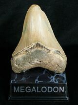 Megalodon Shark Tooth #4564