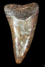 Uniquely Colored Fossil Mako Shark Tooth - Virginia #49554