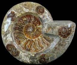 Wide Polished Ammonite Dish With Inlaid Ammonites #49783