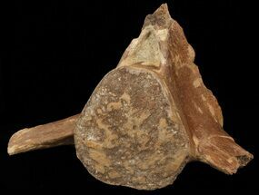 Mosasaur (Platecarpus) Caudal Vertebra - Kansas #49866