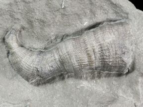 Devonian Horn Coral - New York #50056