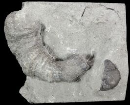 Devonian Horn Coral and Eldregeops Head - New York #50062