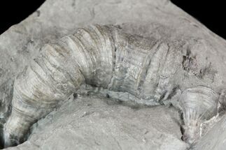 Devonian Horn Coral (Stereolasma) - New York #50063