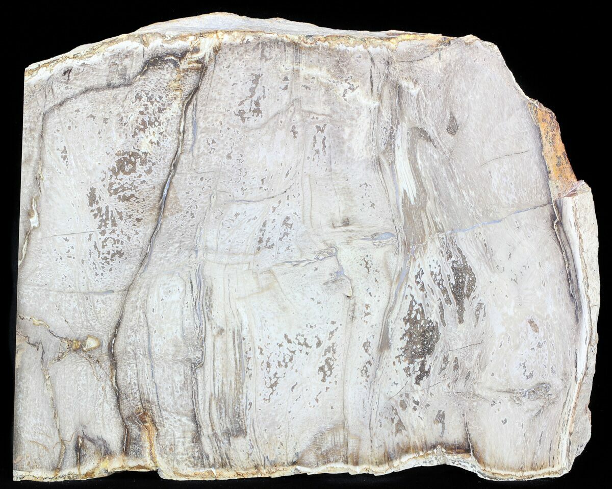 8.2 Devonian Petrified Wood From Oklahoma - Oldest True 