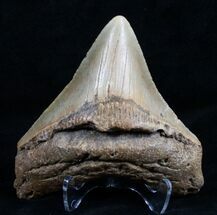 Inch Posterior Megalodon Tooth #4596