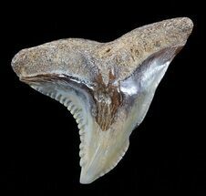Colorful, Hemipristis Shark Tooth Fossil - Virginia #50031