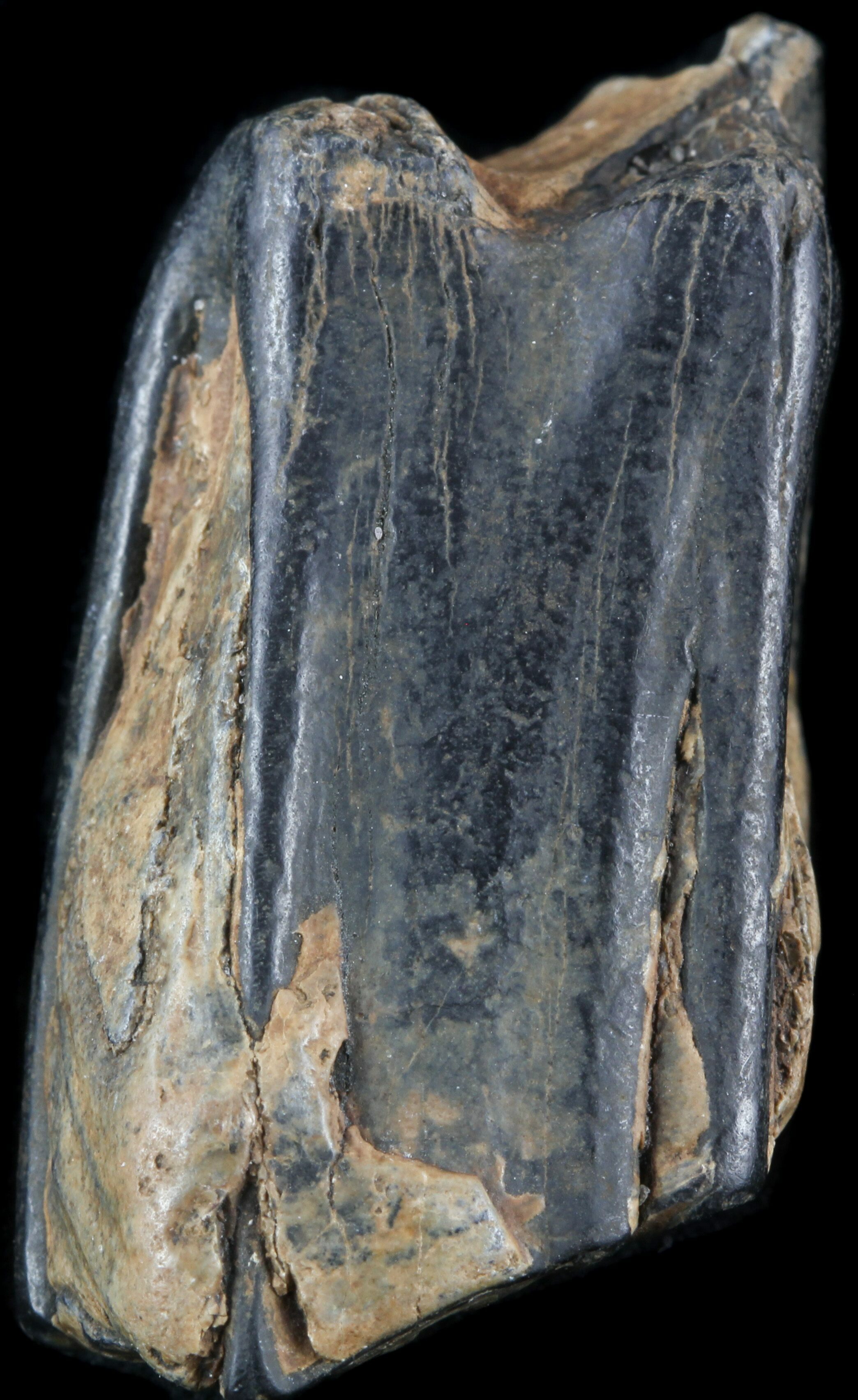 1.6" Pleistocene Aged Fossil Horse Tooth - Florida For Sale (#50431