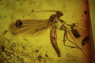 Detailed Fossil Wasp & Several Flies (Diptera) In Baltic Amber #50658