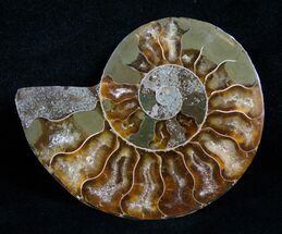 Inch Agatized Ammonite Half #4633