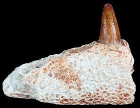 Cretaceous Crocodile Jaw Section With Tooth - Kem Kem Beds #50626