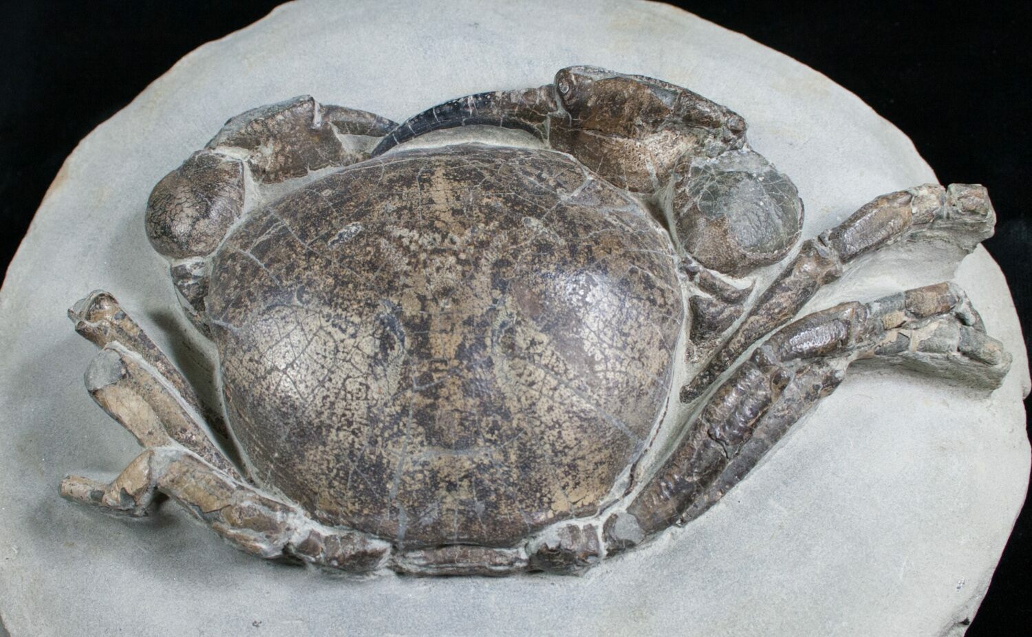 Giant Tumidocarcinus Giganteus Crab Fossil (#4642) For Sale 