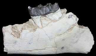 Brontotherium (Titanothere) Jaw Section - (reduced price) #50813