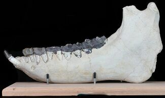 Brontotherium (Titanothere) Jaw - Museum Quality #50814