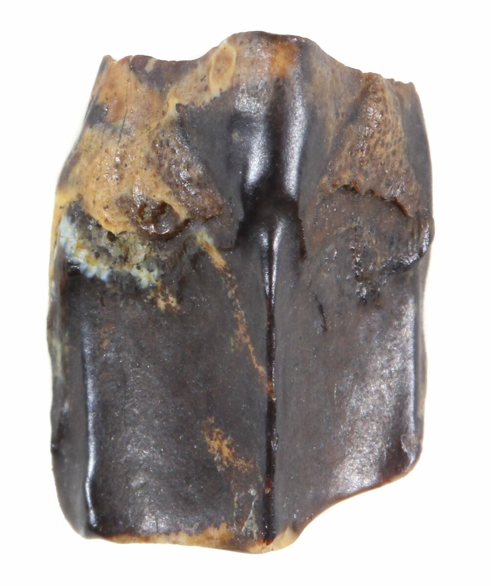 edmontosaurus teeth