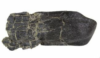 Awesome, Camarasaurus Tooth - Skull Creek Quarry #13321