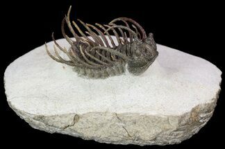 Exceptional Koneprusia Trilobite - long #36590