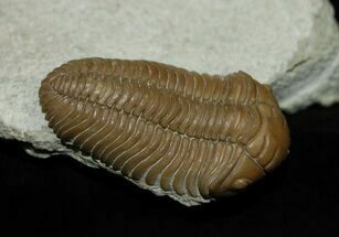 Beautifully Preserved Pliomera Trilobite #473