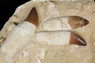 Three Rooted Mosasaur (Prognathodon) Teeth In Rock #51326