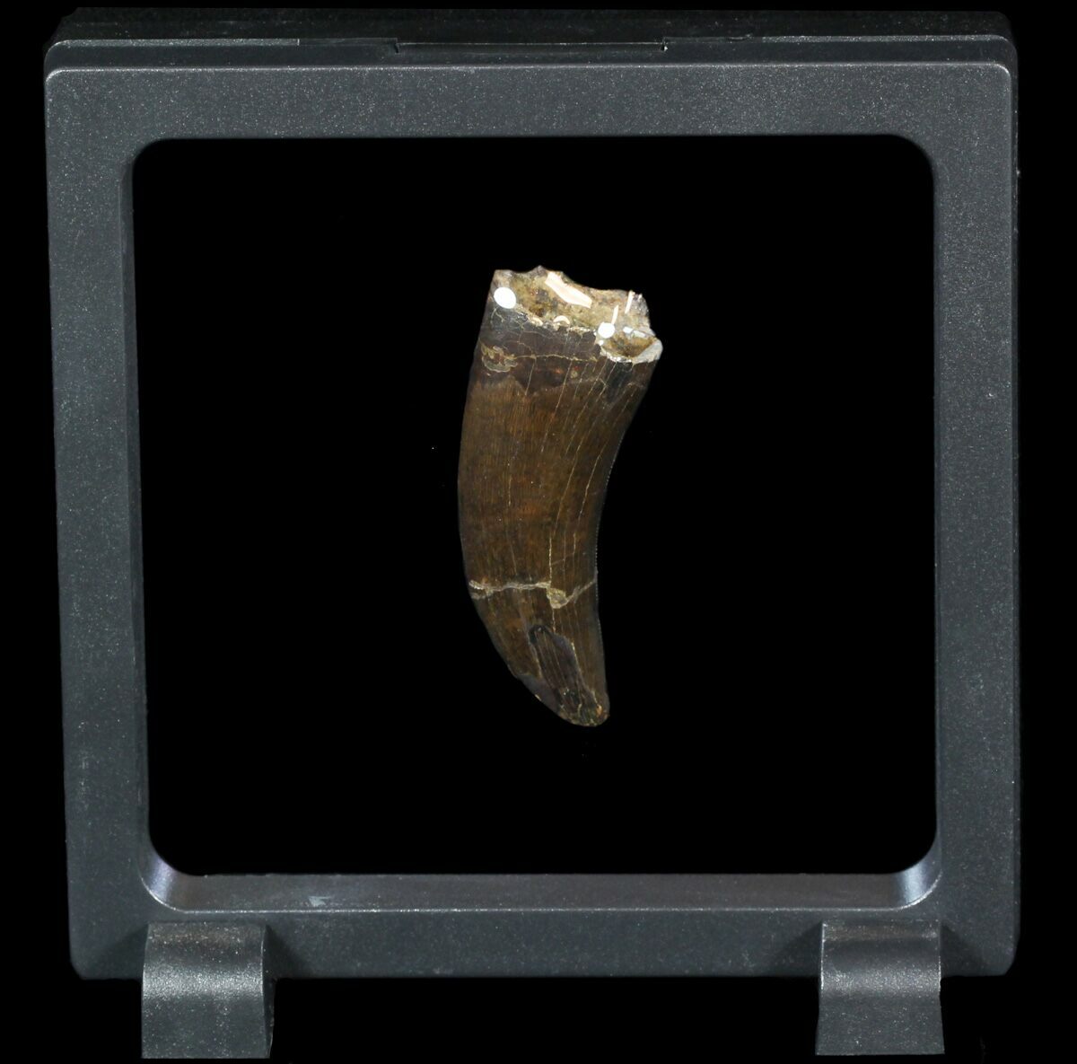 nanotyrannus tooth for sale