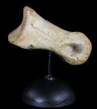 Tyrannosaur Toe Bone On Stand - Aguja Formation, Texas #51398